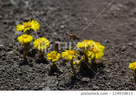 Tussilago farfara, commonly known as coltsfoot is a plant in the groundsel tribe in the daisy family Asteraceae. Flowers of a plant on a spring sunny day Tussilago farfara, commonly known as coltsfoot is a plant in the groundsel tribe in the daisy family Asteraceae. Flowers of a plant on a spring sunny day 124039613
