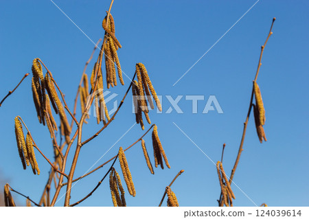 First signs of spring. Hazel, European filbert Corylus avellana opened flower buds and catkins on the eve of spring First signs of spring. Hazel, European filbert Corylus avellana opened flower buds and catkins on the eve of spring 124039614