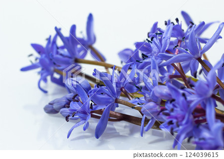 Beautiful blue flowers snowdrops Scilla bifolia alpine squill, two-leaf squill on a white background with space for text. Spring decoration 124039615