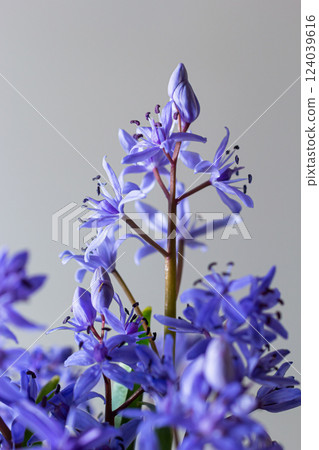 Flower design - floral border made of Scilla bifolia two-leaf squill or alpine squill isolated on white background with space for text. Spring decoration 124039616