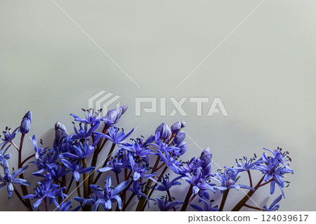 Flower design - floral border made of Scilla bifolia two-leaf squill or alpine squill isolated on white background with space for text. Spring decoration 124039617