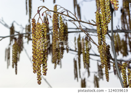 Small branch of black alder Alnus glutinosa with male catkins and female red flowers. Blooming alder in spring beautiful natural background with clear earrings and blurred background 124039619