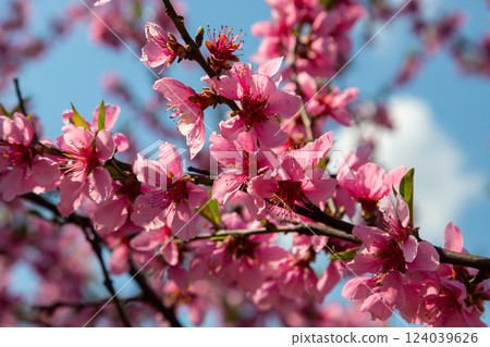 Peach tree, blurred background. Blooming tree in spring with pink flowers. The beauty of the spring garden, the concept of spring 124039626