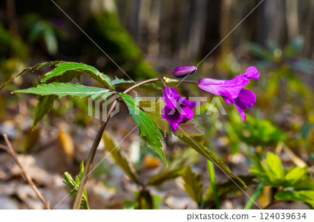 Dentaria glandulosa. Purple flowers in the spring forest Dentaria glandulosa. Purple flowers in the spring forest 124039634