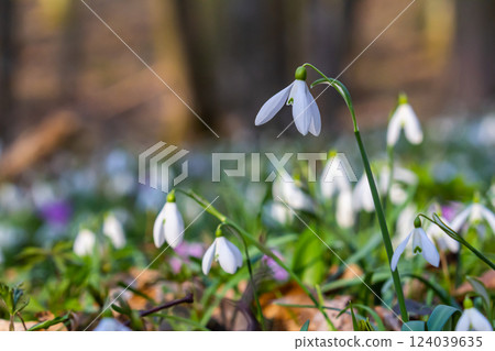White snowdrop flowers. Galanthus blossoms illuminated by the sun in the green blurred background, early spring. Galanthus nivalis bulbous, perennial herbaceous plant in Amaryllidaceae family 124039635