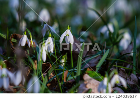 Flowers snowdrops in garden, sunlight. First beautiful snowdrops in spring. Common snowdrop blooming. Galanthus nivalis bloom in spring forest. Snowdrops close up 124039637