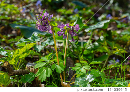 Corydalis blooms in spring in the wild in the forest Corydalis blooms in spring in the wild in the forest 124039645