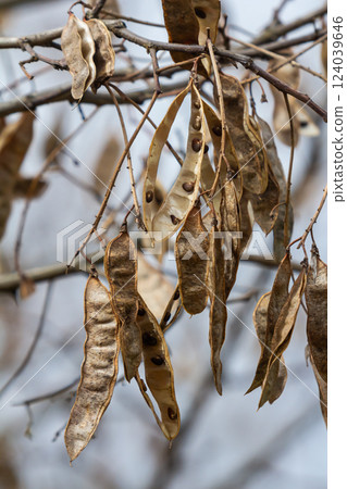 Close up of a brown color 'Robinia pseudoacacia' seed pod against a bright nature background 124039646