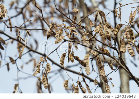 Close up of a brown color 'Robinia pseudoacacia' seed pod against a bright nature background 124039648