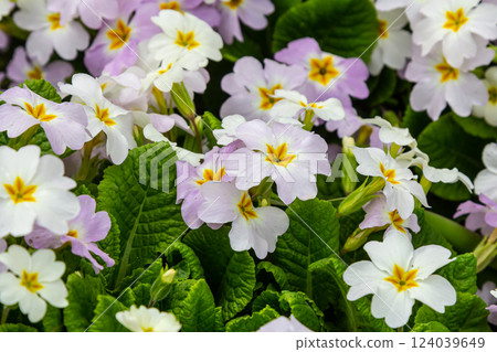 Spring flowers. Blooming primrose or primula flowers in a garden 124039649