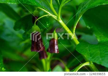 Scopolia carniolica, the European scopolia or henbane bell, is a poisonous plant belonging to the family Solanaceae Scopolia carniolica, the European scopolia or henbane bell, is a poisonous plant belonging to the family Solanaceae 124039655