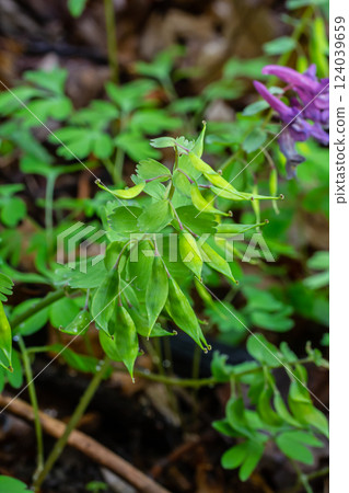 Corydalis blooms in spring in the wild in the forest 124039659