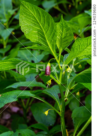 Scopolia carniolica, the European scopolia or henbane bell, is a poisonous plant belonging to the family Solanaceae 124039660