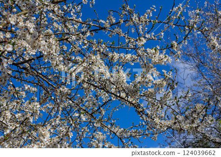 Prunus Cerasifera Blooming white plum tree. White flowers of Prunus Cerasifera 124039662