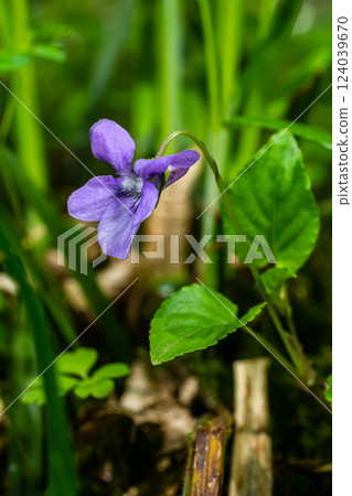 Viola odorata. Scent-scented. Violet flower forest blooming in spring. The first spring flower, purple. Wild violets in nature Viola odorata. Scent-scented. Violet flower forest blooming in spring. The first spring flower, purple. Wild violets in nature 124039670