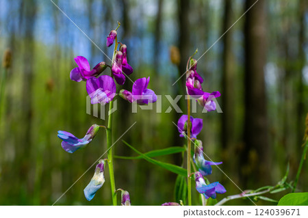 Lathyrus vernus in bloom, early spring vechling flower with blosoom and green leaves growing in forest, macro 124039671