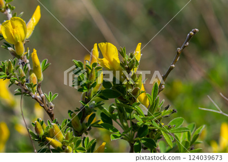 Chamaecytisus ruthenicus blooms in the wild in spring Chamaecytisus ruthenicus blooms in the wild in spring 124039673