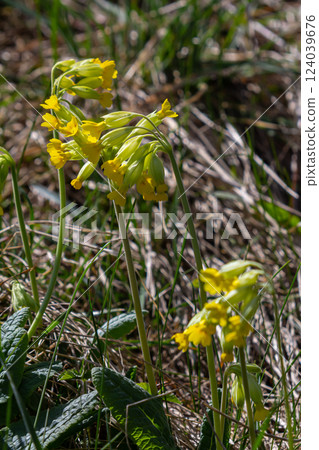 Yellow Primula veris cowslip, common cowslip, cowslip primrose on soft green background.Selective focus Yellow Primula veris cowslip, common cowslip, cowslip primrose on soft green background.Selective focus 124039676