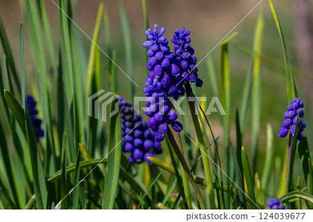 Blue buds flowers Muscari armeniacum or Grape Hyacinth. Viper bow Blue buds flowers Muscari armeniacum or Grape Hyacinth. Viper bow 124039677