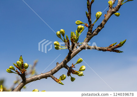 Buds prunus avium, commonly called wild cherry, sweet cherry, gean, or bird cherry. Budbreak. Springtime 124039678