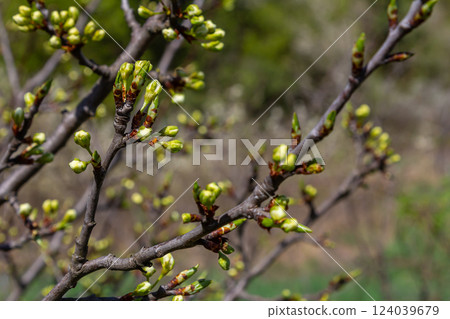 Buds prunus avium, commonly called wild cherry, sweet cherry, gean, or bird cherry. Budbreak. Springtime 124039679