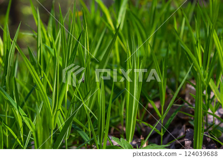 Stellaria holostea. delicate forest flowers of the chickweed, Stellaria holostea or Echte Sternmiere. floral background. white flowers on a natural green background. close-up 124039688