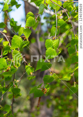A birch branch with green leaves and earrings. Allergies due to spring blooms and pollen A birch branch with green leaves and earrings. Allergies due to spring blooms and pollen 124039689