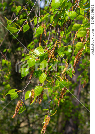 A birch branch with green leaves and earrings. Allergies due to spring blooms and pollen 124039691