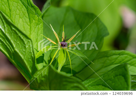 Paris quadrifolia in bloom. It is commonly known as herb Paris or true lover's knot Paris quadrifolia in bloom. It is commonly known as herb Paris or true lover's knot 124039696