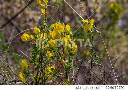 Chamaecytisus ruthenicus blooms in the wild in spring 124039701