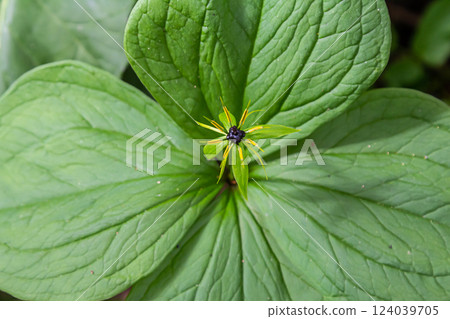 Paris quadrifolia in bloom. It is commonly known as herb Paris or true lover's knot 124039705