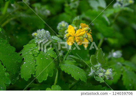 Chelidonium majus, commonly known as greater celandine or tetterwort, nipplewort, or swallowwort, is a herbaceous perennial plant. When injured, the plant exudes a yellow to orange latex 124039706