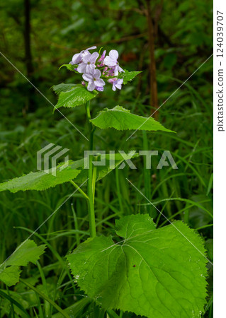 In spring, Lunaria rediviva blooms in the wild in the forest 124039707