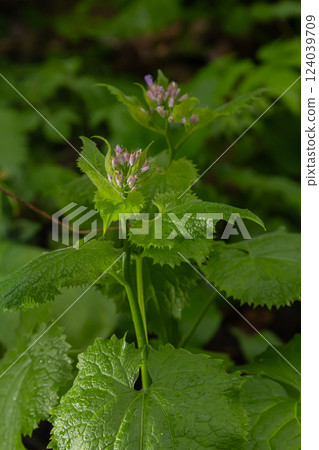 In spring, Lunaria rediviva blooms in the wild in the forest In spring, Lunaria rediviva blooms in the wild in the forest 124039709
