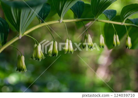 Polygonatum multiflorum flower in meadow, close up 124039710