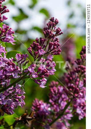 Common Lilac Syringa vulgaris blooming with violet-purple double flowers surrounded with green leaves in spring 124039711