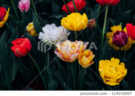 Tulips in bloom. Tulips in bloom. 124039867