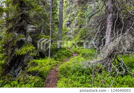 Fir forest in Republic of Karelia Fir forest in Republic of Karelia 124040003