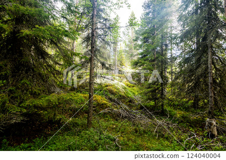 Fir forest in Republic of Karelia 124040004