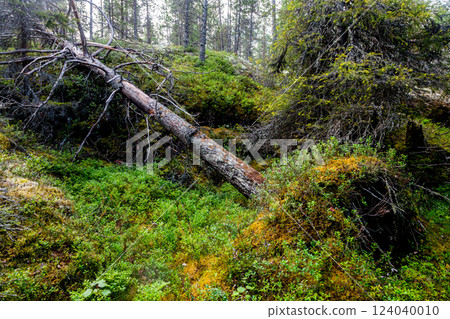 Fir forest in Republic of Karelia 124040010