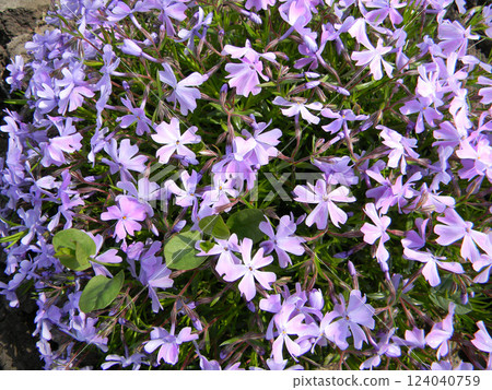 Stunning close-up of delicate lavender phlox flowers in full bloom. Perfect for gardening enthusiasts and nature lovers. Stunning close-up of delicate lavender phlox flowers in full bloom. Perfect for gardening enthusiasts and nature lovers. 124040759