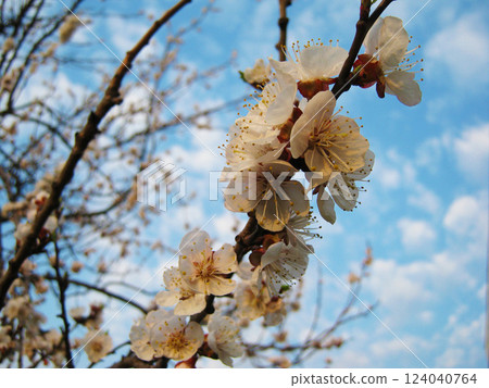 Beautiful apricot blossoms against a bright blue sky. Beautiful apricot blossoms against a bright blue sky. 124040764