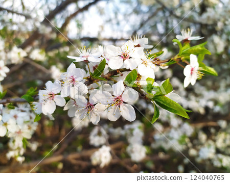 Stunning close-up of delicate white cherry blossoms in full bloom. Stunning close-up of delicate white cherry blossoms in full bloom. 124040765