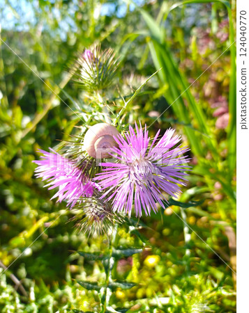Purple Flower Blooming in Field 124040770