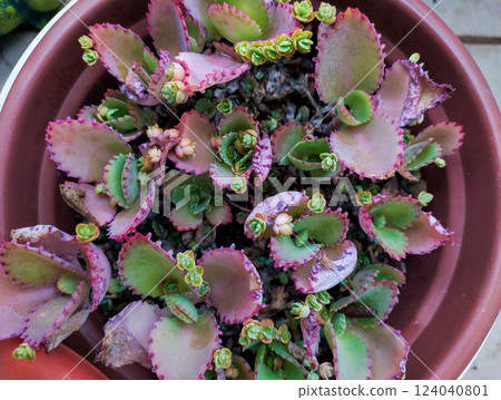 Vibrant succulent plant in a terracotta pot, showcasing detailed textures and rich colors. Perfect for gardening, botany, and naturethemed projects. Closeup shot emphasizes intricate leaf details. Vibrant succulent plant in a terracotta pot, showcasing detailed textures and rich colors. Perfect for gardening, botany, and naturethemed projects. Closeup shot emphasizes intricate leaf details. 124040801