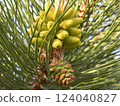 Close-up of young pine cones developing on a branch, showcasing the vibrant green needles and immature cones. 124040827