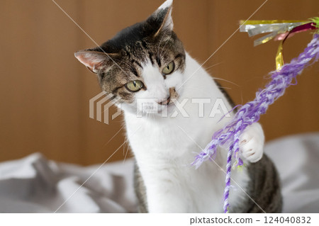Cat playing with a toy, brown tabby cat 124040832