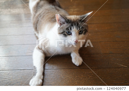 藍眼睛的櫻花貓 124040977