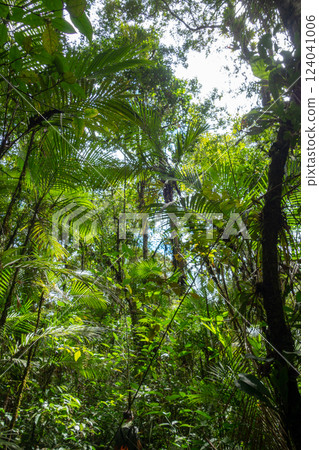Lush rainforest canopy in Cuyabeno Reserve, Ecuador 124041006