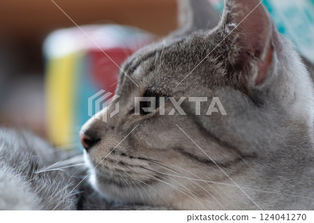 Relaxing cat, Sabatra cat 124041270